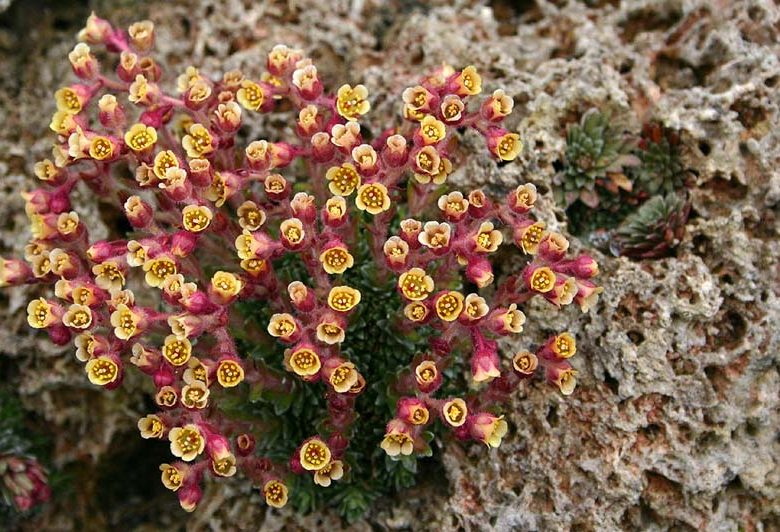 Plantes alpines c. Wikimedia commons – Si Griffiths